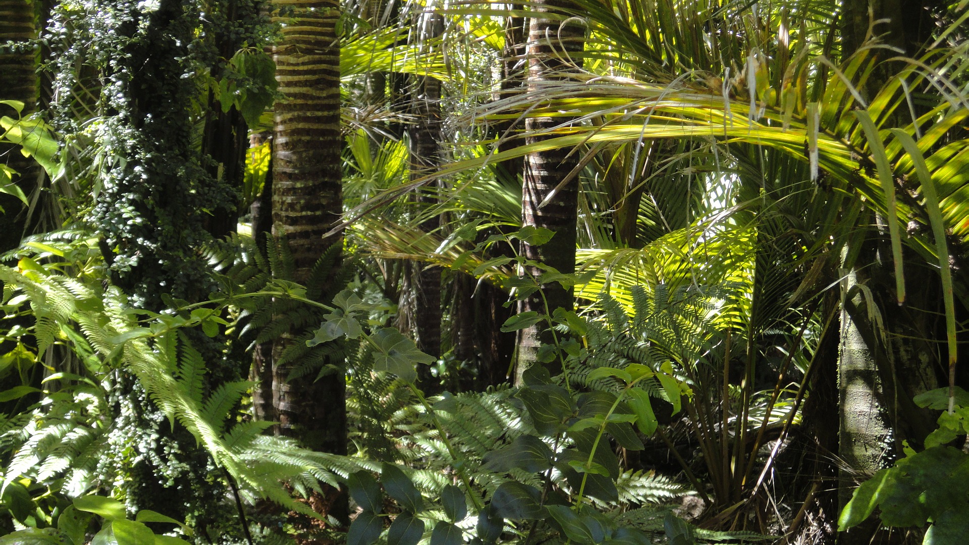 Water is key to tropical forest carbon storage - LTER