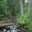 A tale of two forests: exploring forest management in the Pacific Northwest