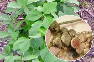 soybean plants with inset of nitrogen fixing nodules