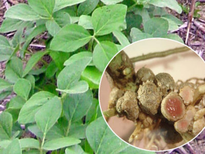 soybean plants with inset of nitrogen fixing nodules