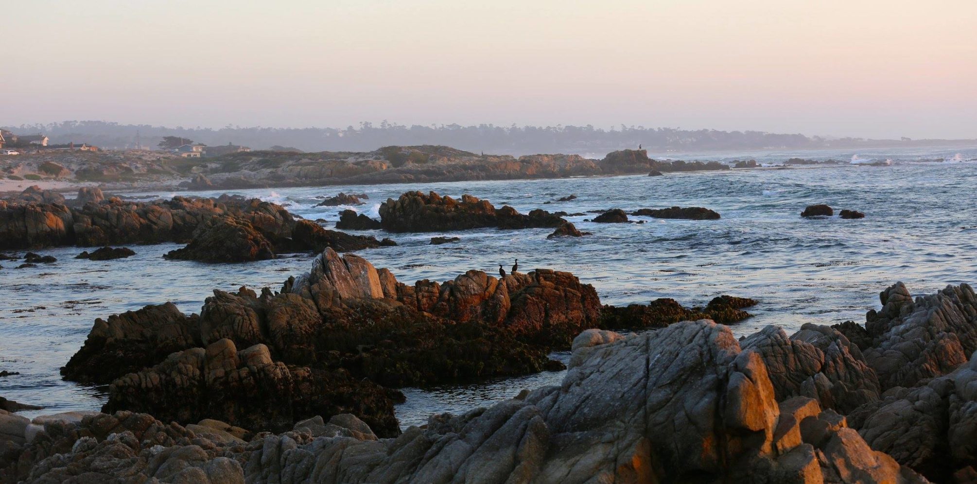 Tide pools at Asilomar