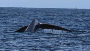 Blue Whale tale in Monterey Bay