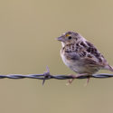 The Grasshopper Sparrow – Breeding Nomad of the Grassland Prairie
