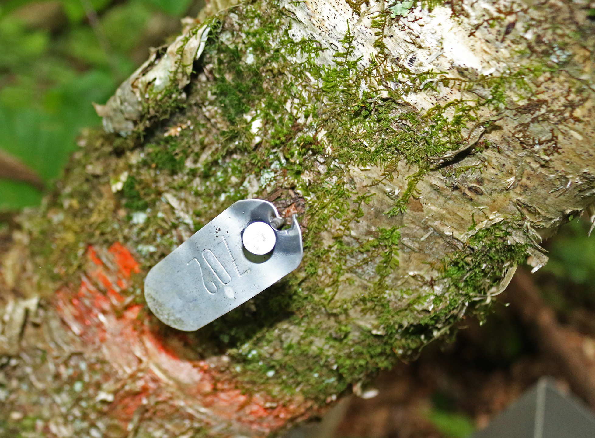 A tagged tree on transect #327 in Coweeta Experimental Forest.
