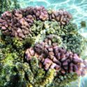 Grow with the flow: evaluating the interactive effects of seawater conditions on coral growth