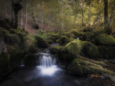 stream rushing through a forest landscape