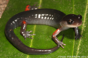 A red legged salamander from Coweeta LTER site.
