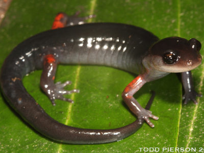 A red legged salamander from Coweeta LTER site.