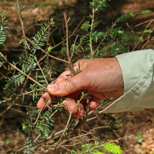 Audrey Barker Plotkin showing me hemlock