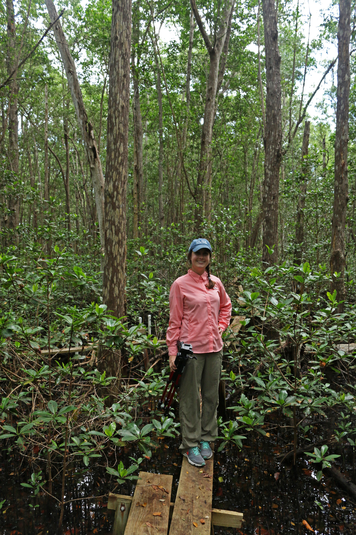 The author traverses wooden plants to reach a study site deep within the FCE mangroves.