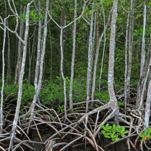 Mangroves