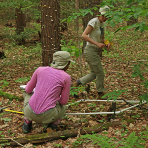 Summer students collecting data