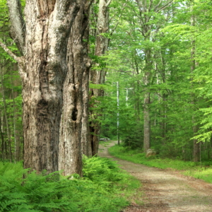 HFRforest_Zambello