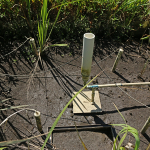 SALTEx2_Zambello