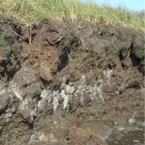 grayish-white mottling of sediment profile cutaway at marsh bank.