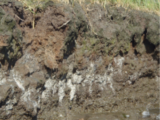 grayish-white mottling of sediment profile cutaway at marsh bank.