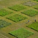 Grasses Show Surprising Flip-flop in Response to Long Term CO2 Increase