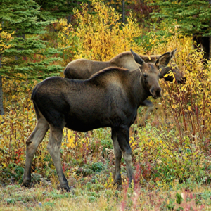 Two young moose forage in an Alaskan forest