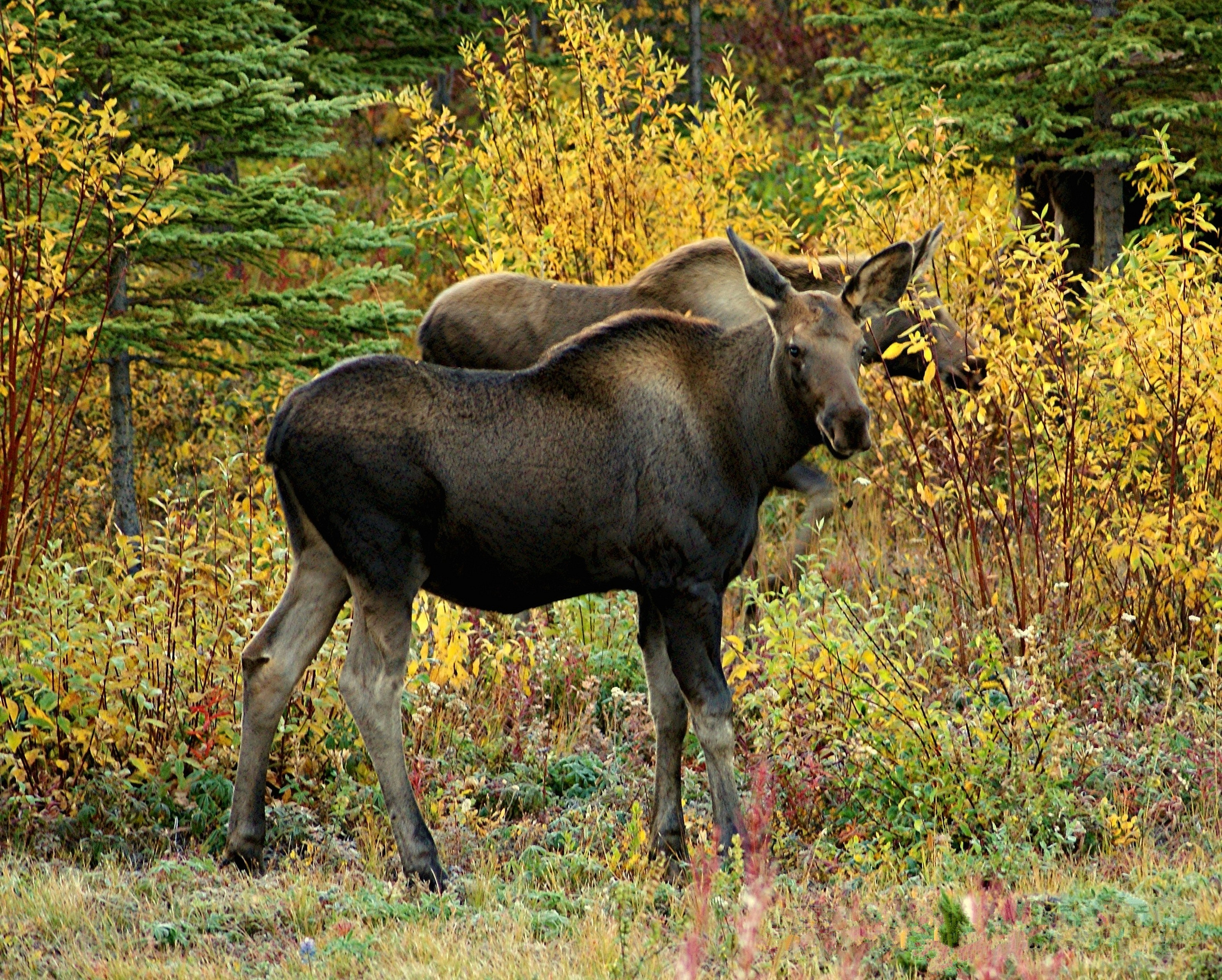 Two young moose forage in an Alaskan forest