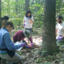 Q&A with Lauren Alteio: First isolation of giant virus genomes in soil from a forest ecosystem