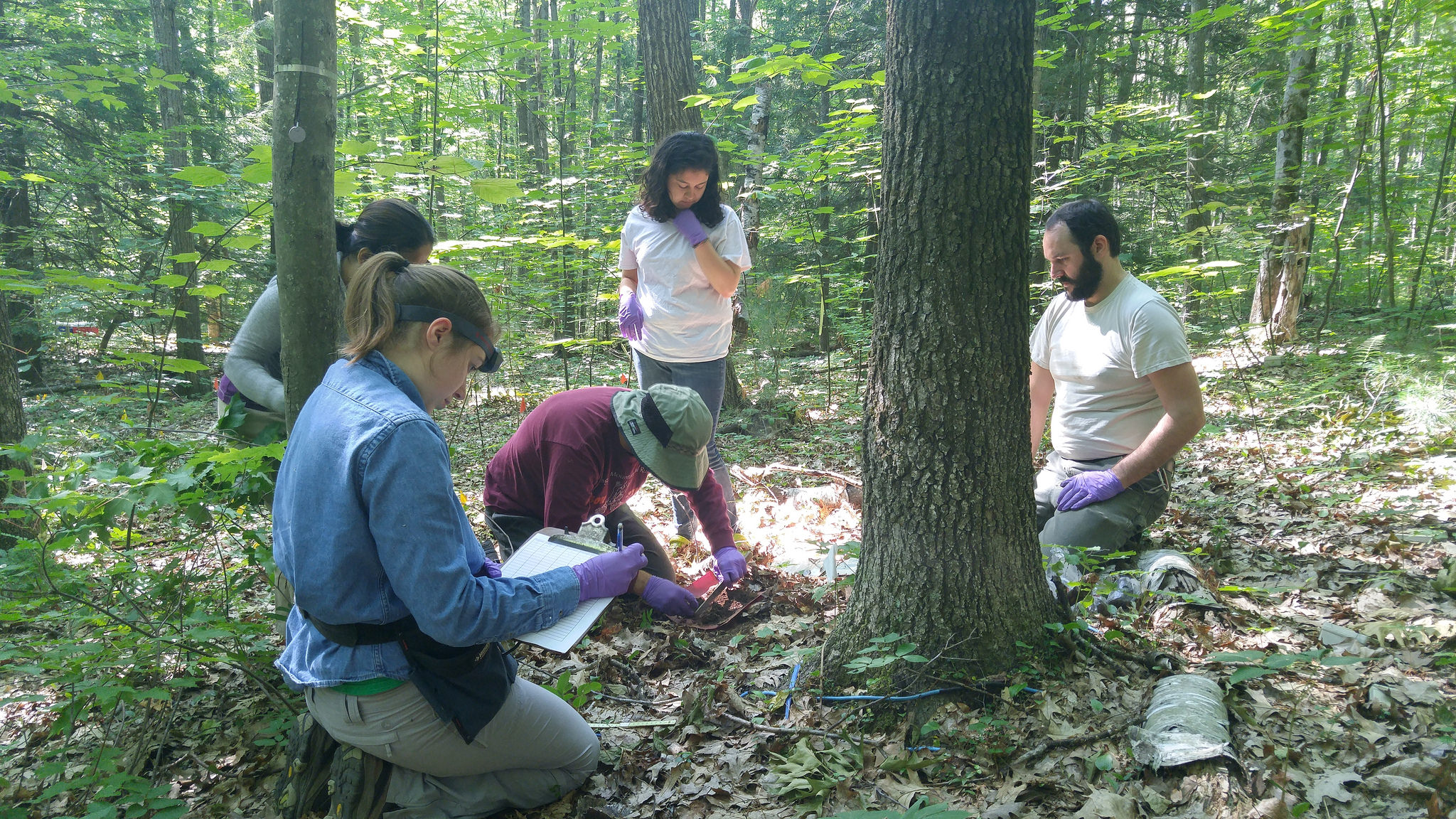 Soil sample collection from the Harvard Forest in Petersham, Massachusetts.