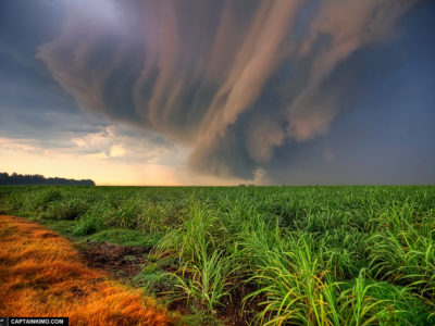 A sugar cane field in Florida