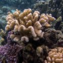 Back from the dead: Moorea’s coral reefs make astounding recovery