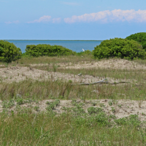 Sand dunes giving way to taller shrubs that have rapidly expanded on these barrier islands thanks to a warming climate.