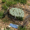 LTER Road Trip: Decomposing Cactus in the Arizona Desert