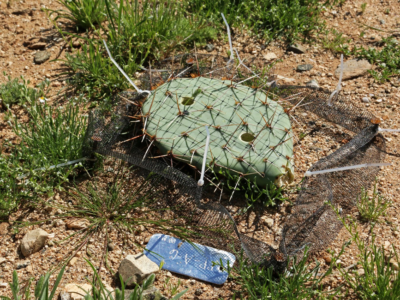 decomposition plot with a piece of cactus.