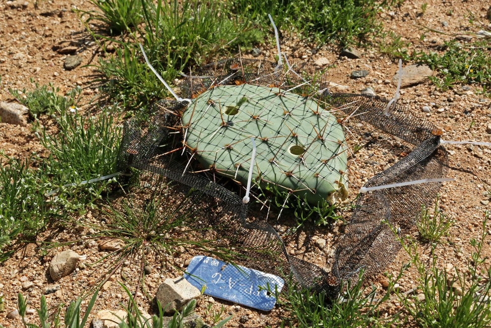 decomposition plot with a piece of cactus.