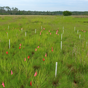 Long's study plots, located in an agricultural region threatened by salt marsh encroachment.