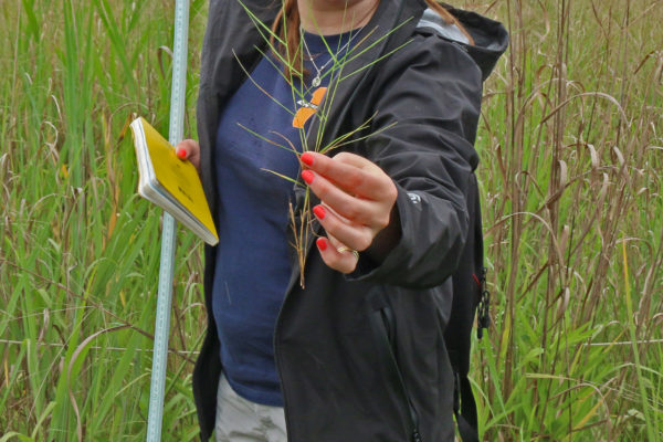 PhD student Victoria Long displaying one of the plant species at her study site along Virginia's Eastern Shore, where salt marsh is starting to expand into agricultural fields.