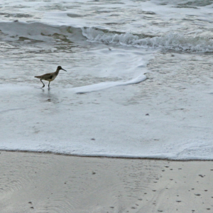 sb 33 A hungry shorebird searches for tiny crustaceans - including beach hoppers - to pluck from the shoreline.