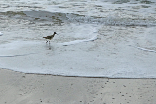A hungry shorebird searches for tiny crustaceans - including beach hoppers - to pluck from the shoreline.