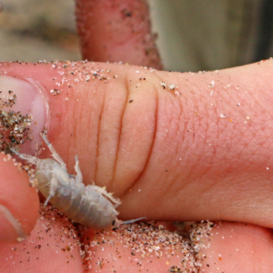 sb 40 Closeup of a beach hopper (aka sand flea)