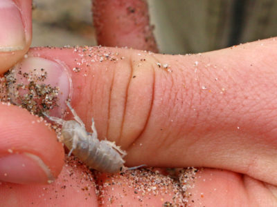 Closeup of a beach hopper (aka sand flea)