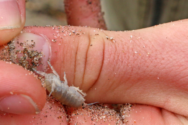Closeup of a beach hopper (aka sand flea)