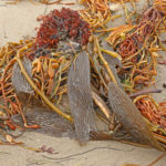 2025-2026 Synthesis Groups, Part B: LTER Community Call