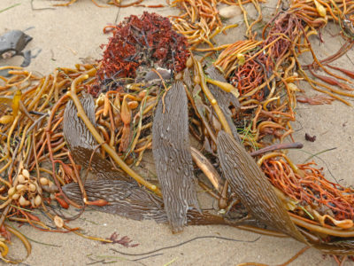 Close up of kelp fronds