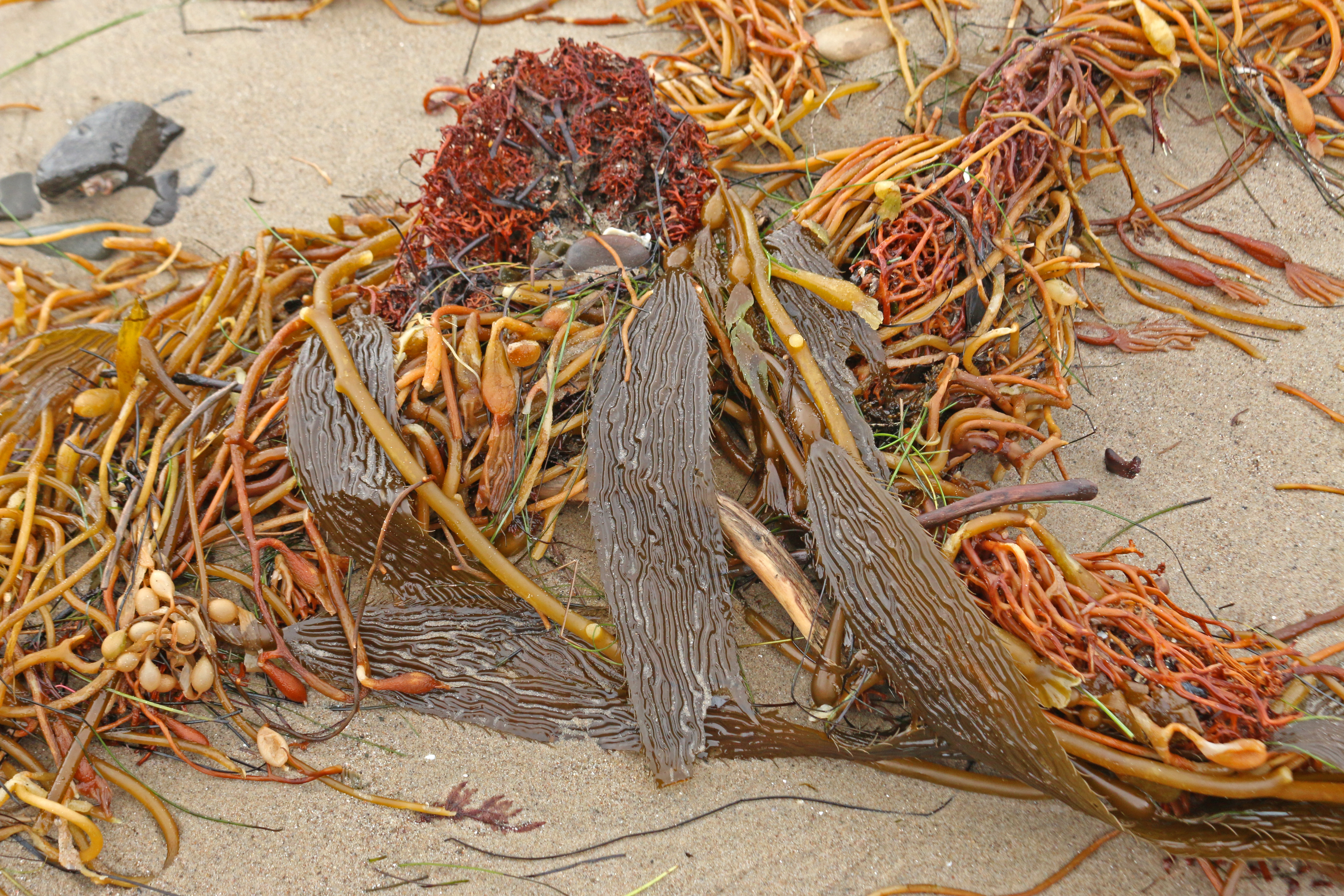 2025-2026 Synthesis Groups, Part B: LTER Community Call