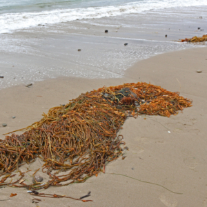 Beach wrack (kelp and other ocean debris washed ashore) is prime habitat for beach hoppers and many other tiny nearshore animals.