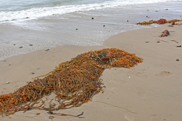 Beach wrack (kelp and other ocean debris washed ashore) is prime habitat for beach hoppers and many other tiny nearshore animals.