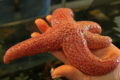 A sea star from one of the REEF tanks at the UC Santa Barbara Marine Science Institute.