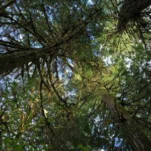 Looking up at the Douglas Fir canopy in Andrews Forest.