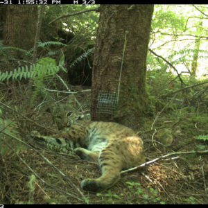 A bobcat captured on the camera trap, courtesy of Marie Tosa.