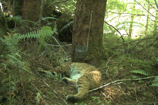 A bobcat captured on the camera trap, courtesy of Marie Tosa.