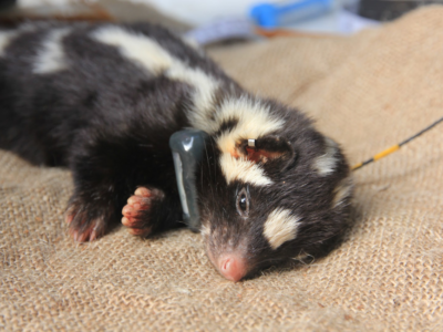 A skunk outfitted with a transmitter.