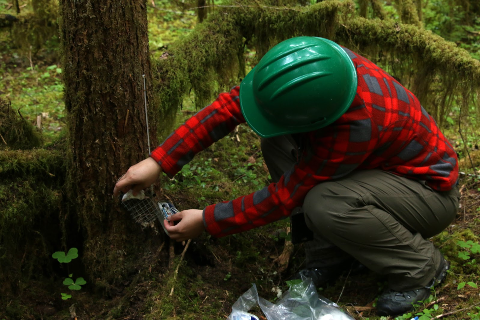 Placing bait near the camera trap.