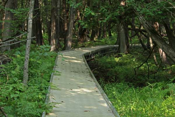 Raised boardwalk on CDR’s nature trail.